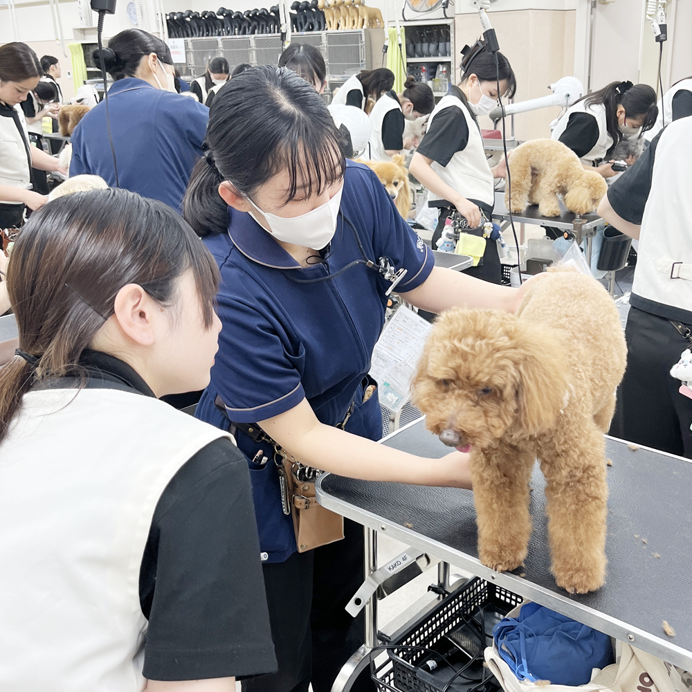 ２年生はお客様の愛犬をトリミング♪①